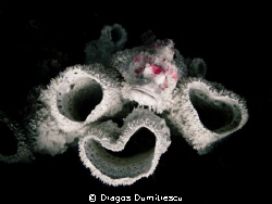 White Bearded Scorpionfish trying to blend, Lembongan Ind... by Dragos Dumitrescu 